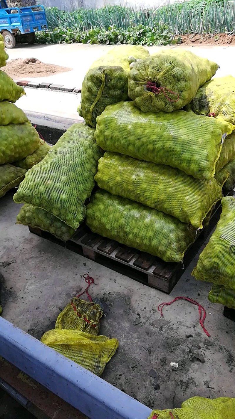 青皮香玲薄皮核桃