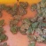 全国提供青蛙苗，成品蛙全程一对一技术指导保质保量欢迎考察