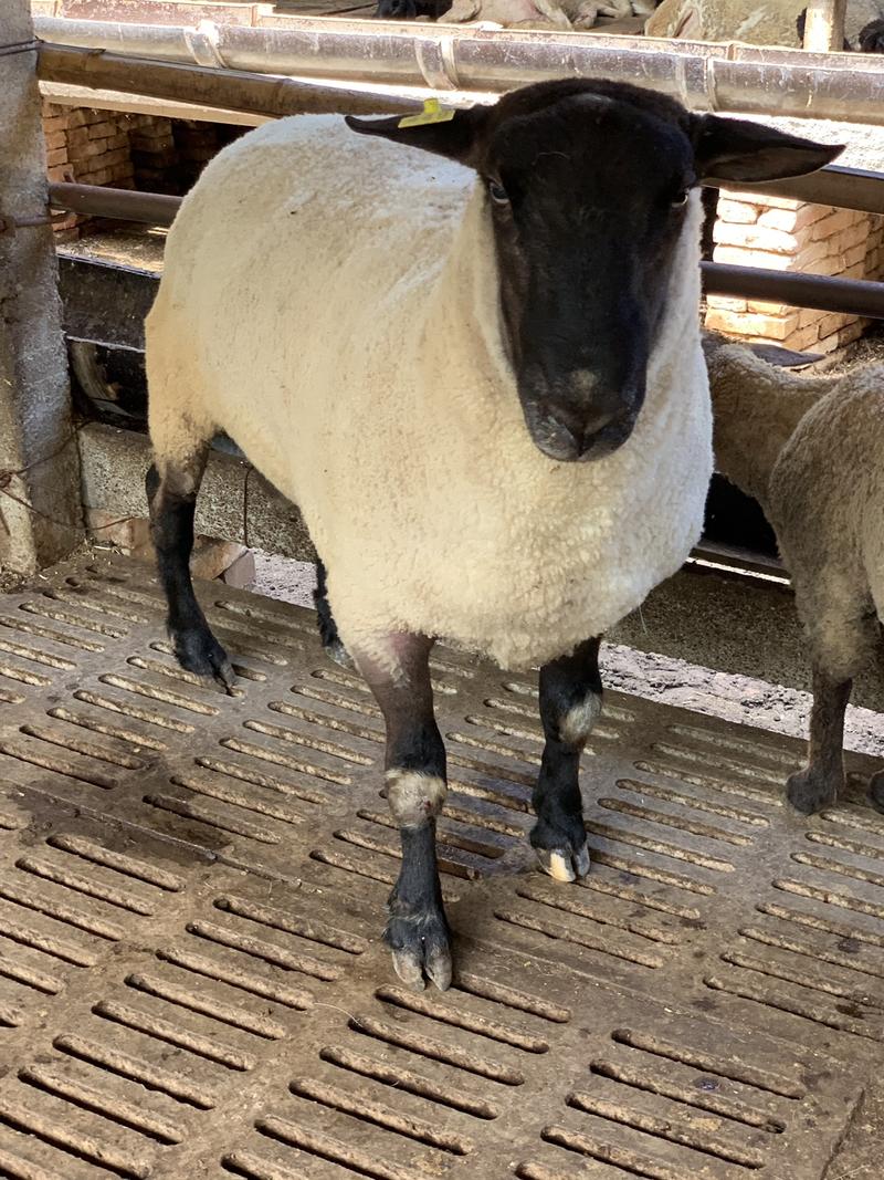 萨福克种羊繁殖母羊纯种种公羊羔羊活体