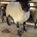 萨福克种羊繁殖母羊纯种种公羊羔羊活体