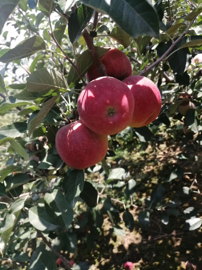 昭通糖心苹果