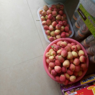 鸡心果