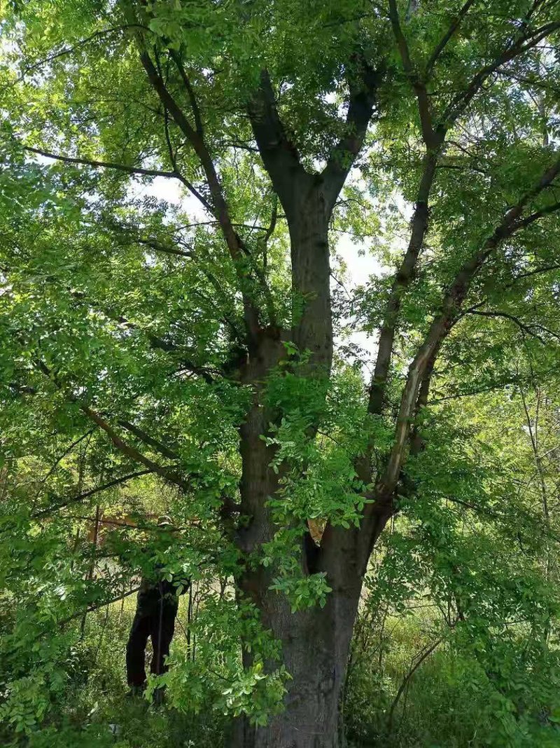 皂角1—100公分皂荚可视频看货包上车一条龙服务