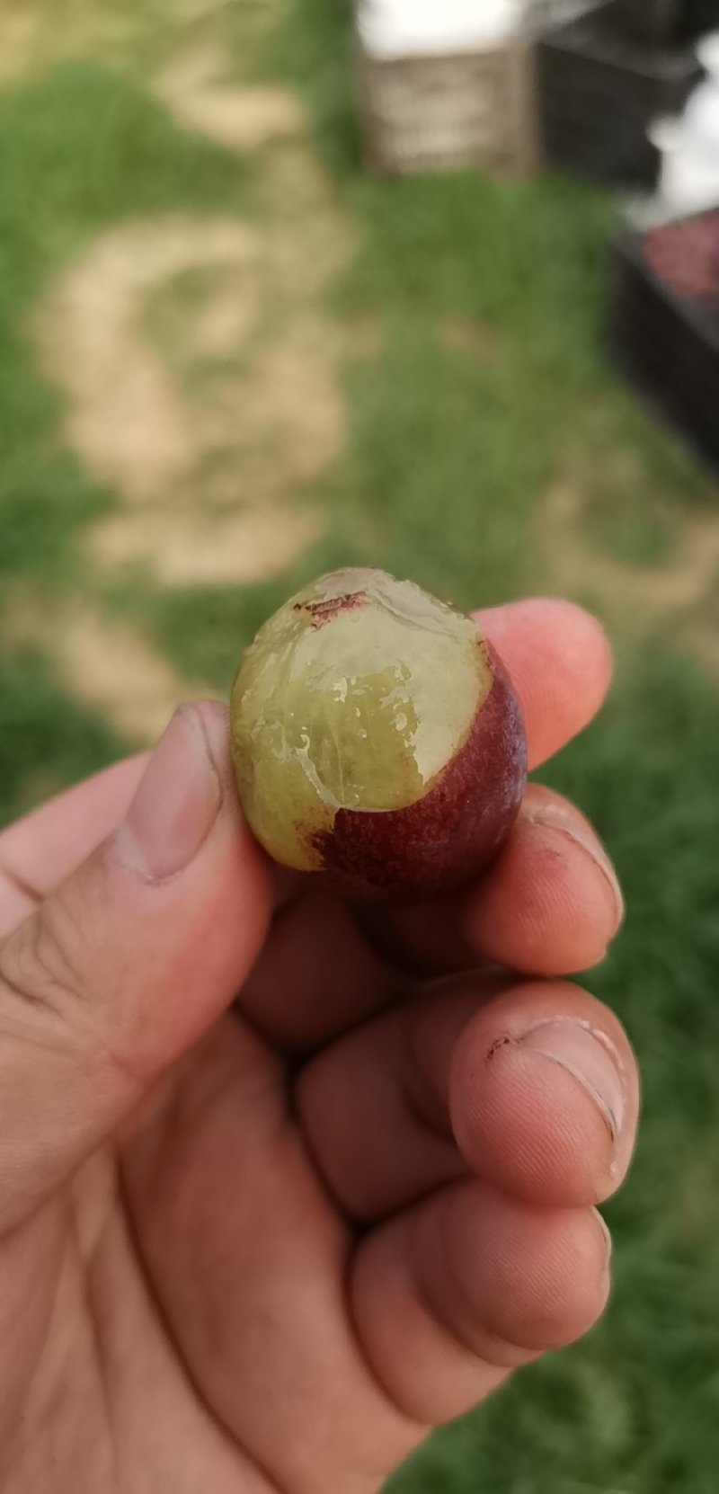 优质夏黑