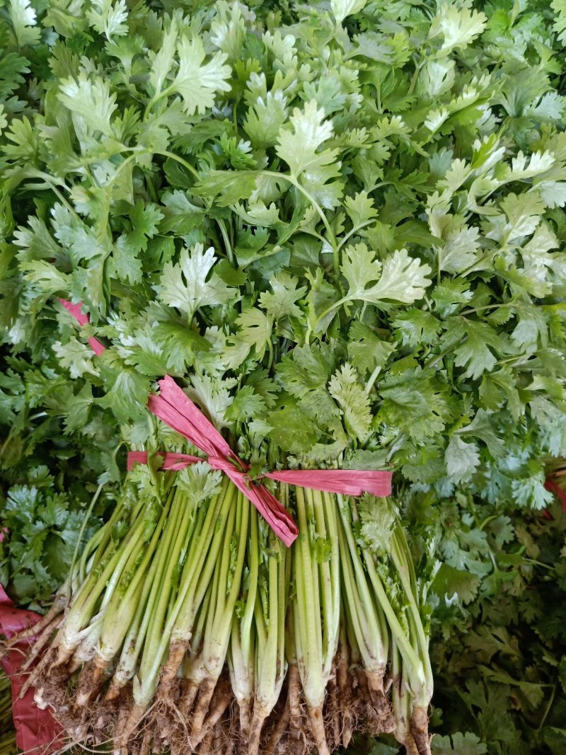 新鲜大叶香菜黑绿根粗25~30厘米山西运城