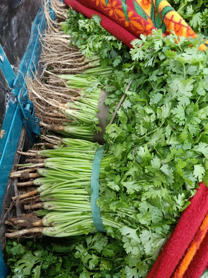 新鲜大叶香菜黑绿根粗25~30厘米山西运城