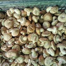 大量花菇，白面菇