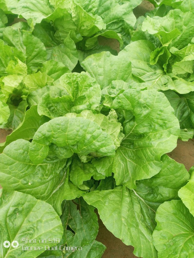 白菜