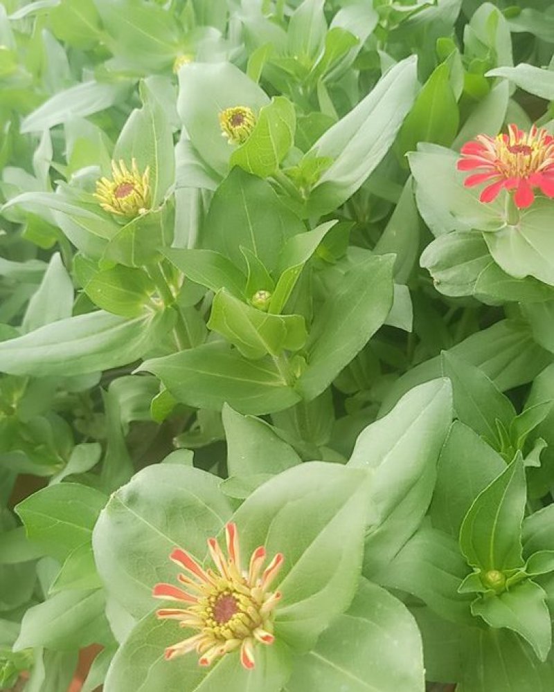 优质，百日草（步步高）升基地直发可视频看货量大价优