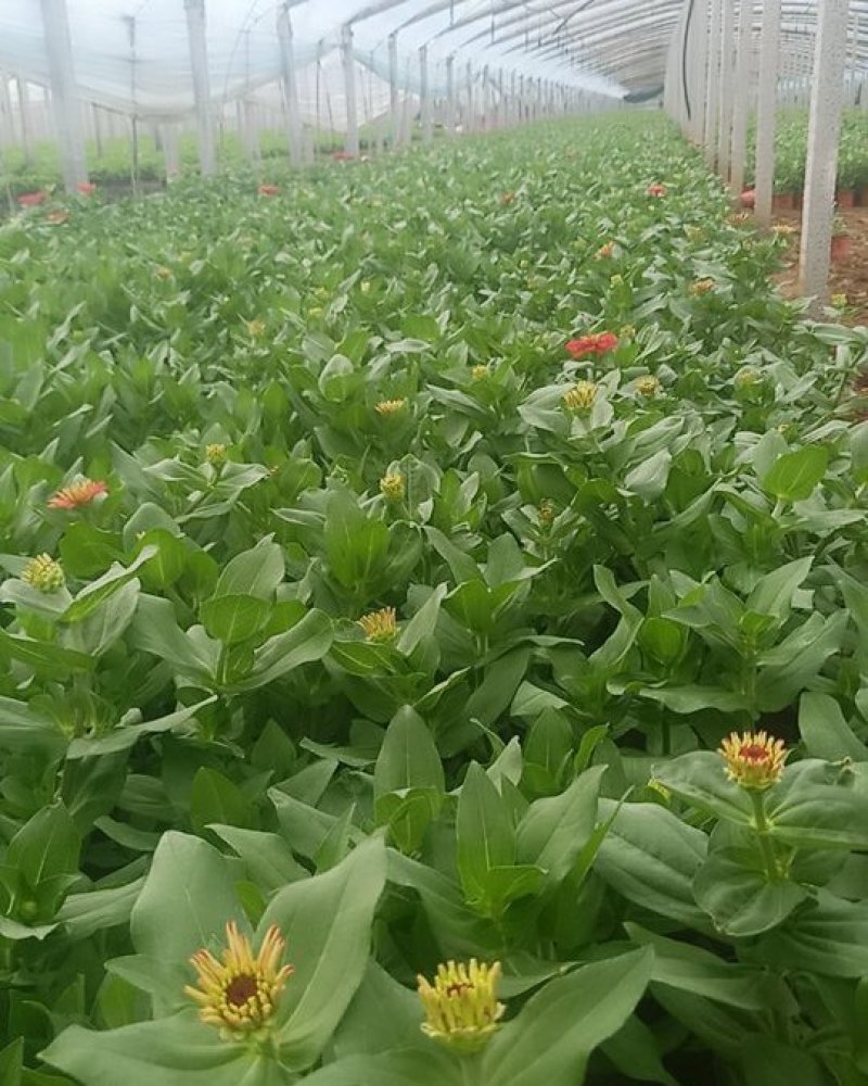 优质，百日草（步步高）升基地直发可视频看货量大价优