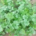 香菜