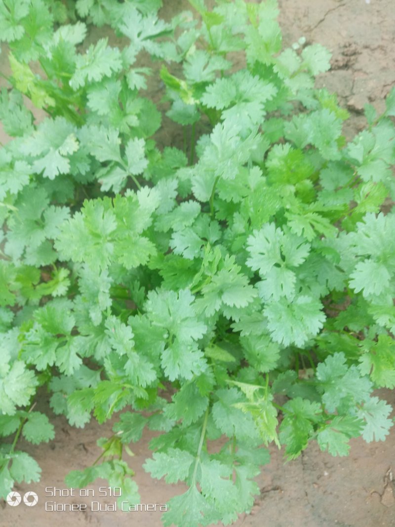香菜