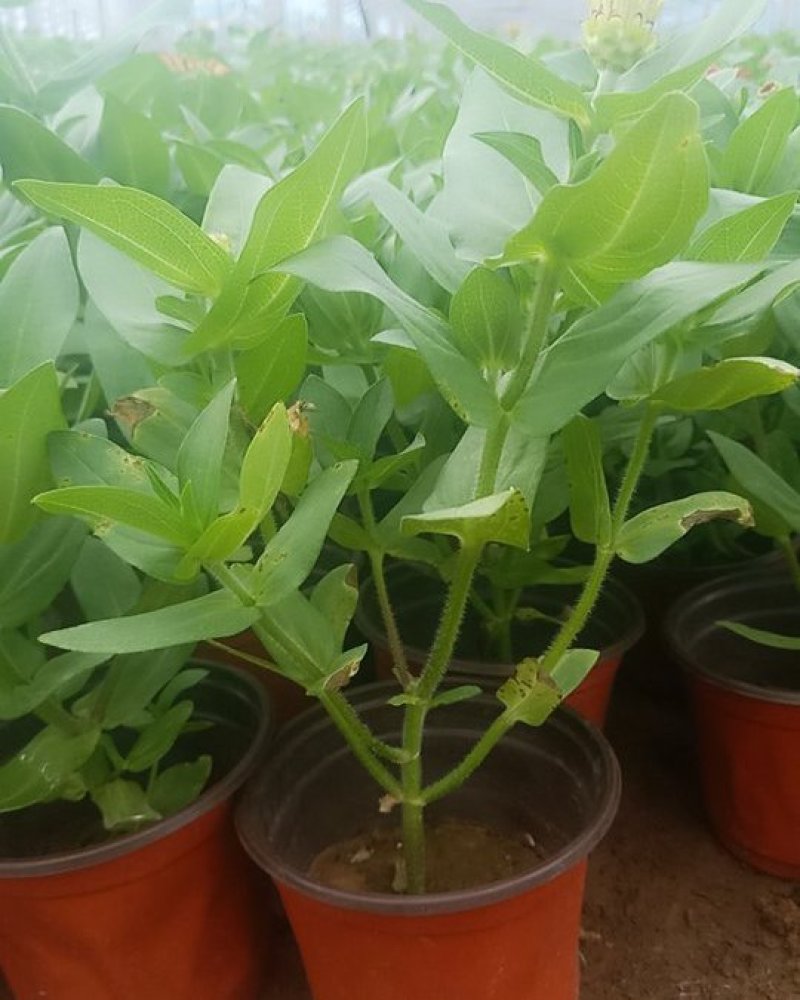 优质，百日草（步步高）升基地直发可视频看货量大价优