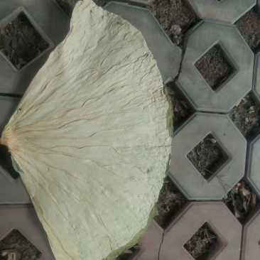 《白洋淀野生干荷叶》