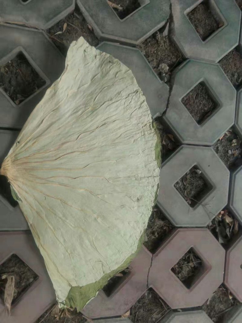 《白洋淀野生干荷叶》