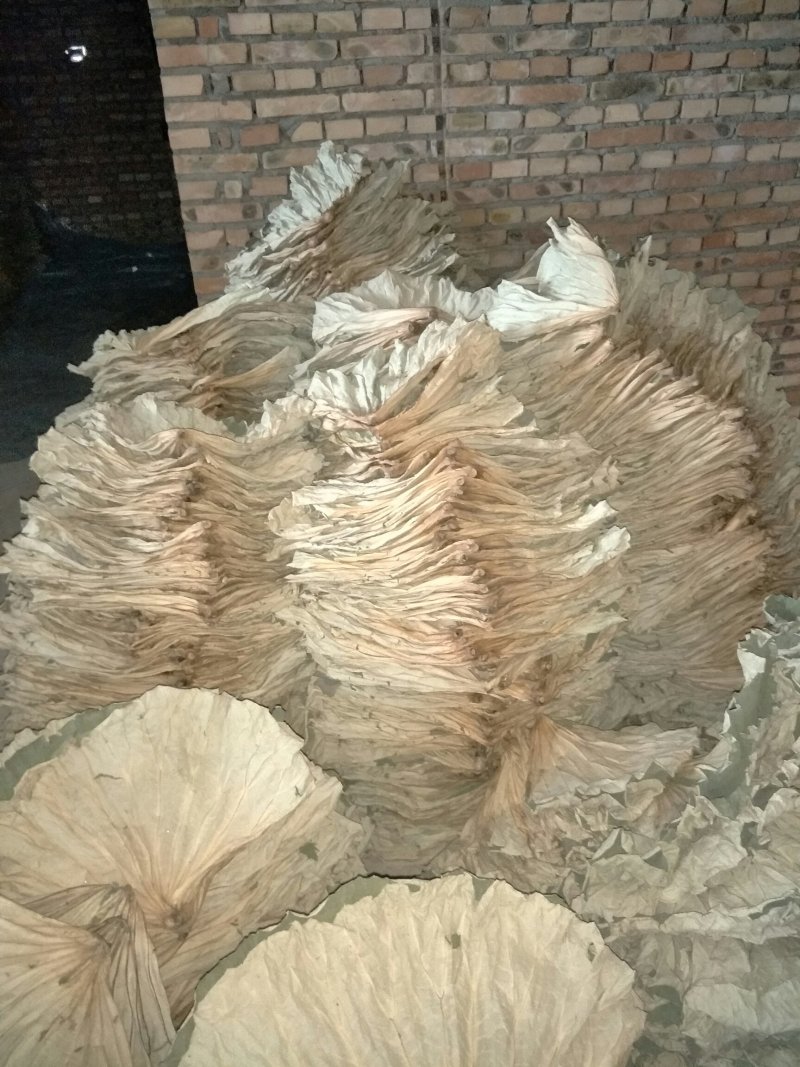 《白洋淀野生干荷叶》