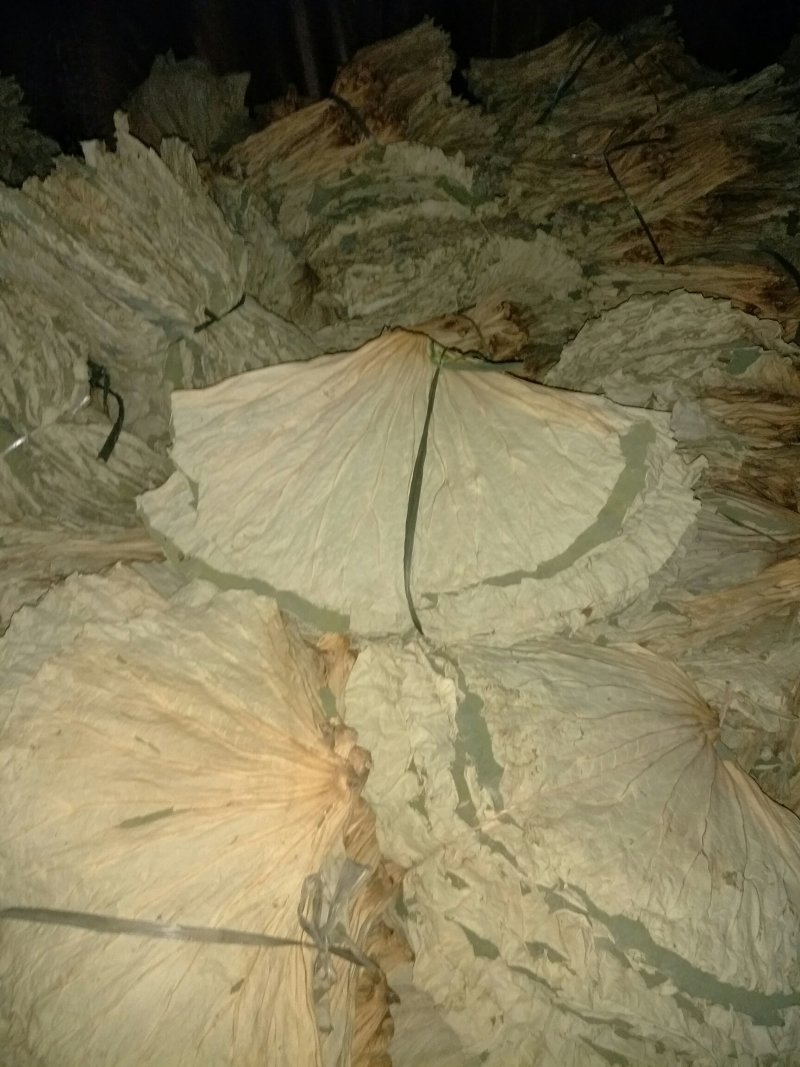 《白洋淀野生干荷叶》