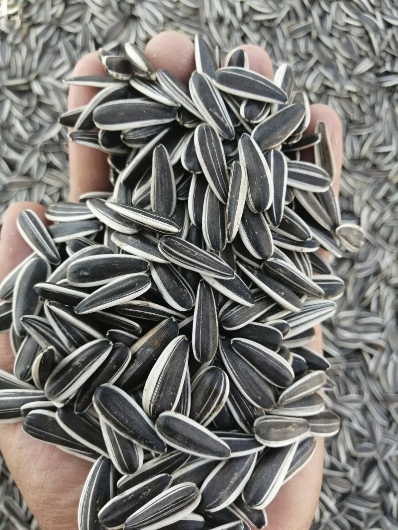 葵花籽甘肃玉门葵花籽颗粒大肉多种植面积大产地直销