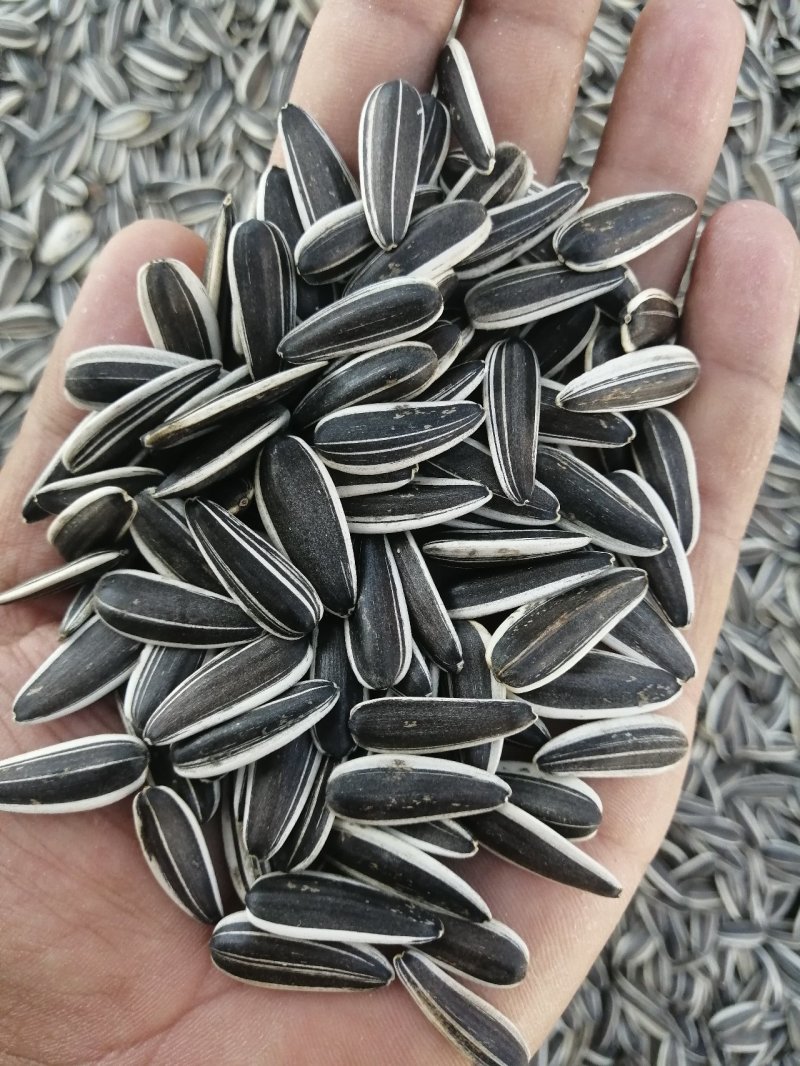 葵花籽甘肃玉门葵花籽颗粒大肉多种植面积大产地直销