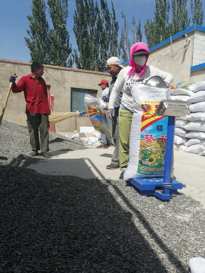 葵花籽甘肃玉门葵花籽颗粒大肉多种植面积大产地直销