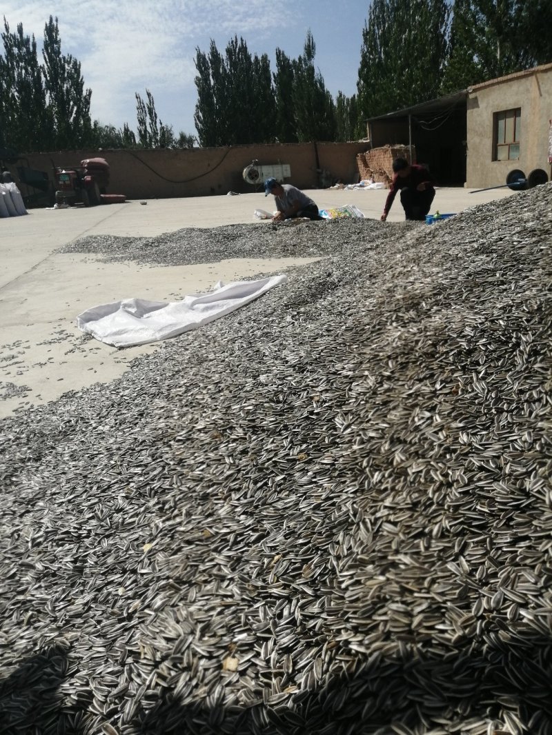 葵花籽甘肃玉门葵花籽颗粒大肉多种植面积大产地直销