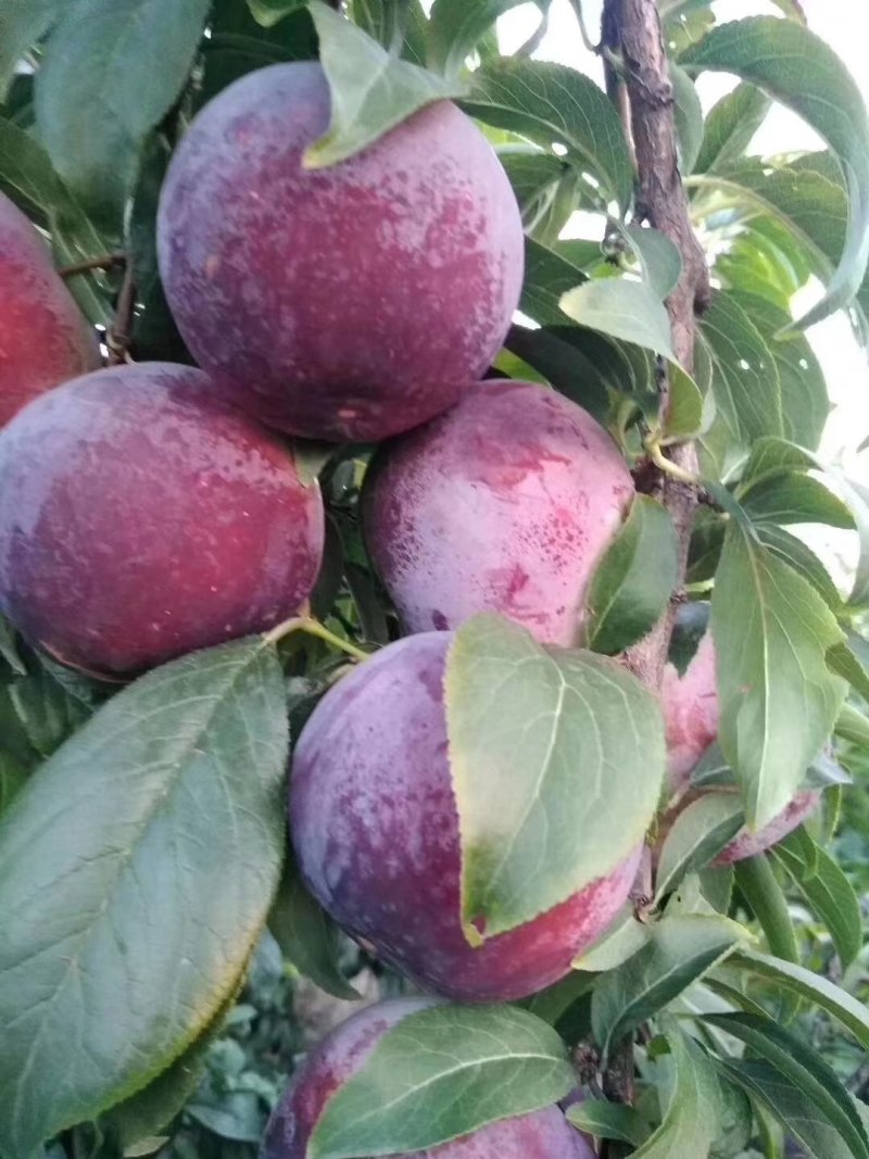 目前安哥诺李子已经大量上市，货源充足，量大从优。