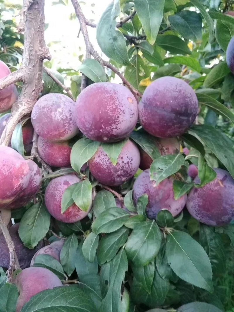 目前安哥诺李子已经大量上市，货源充足，量大从优。
