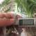 白芨驯化苗