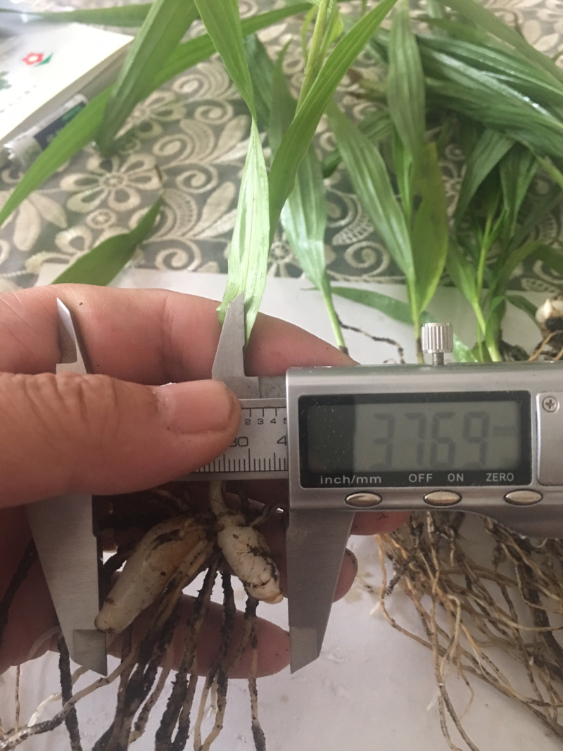白芨驯化苗