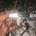 白芨驯化苗