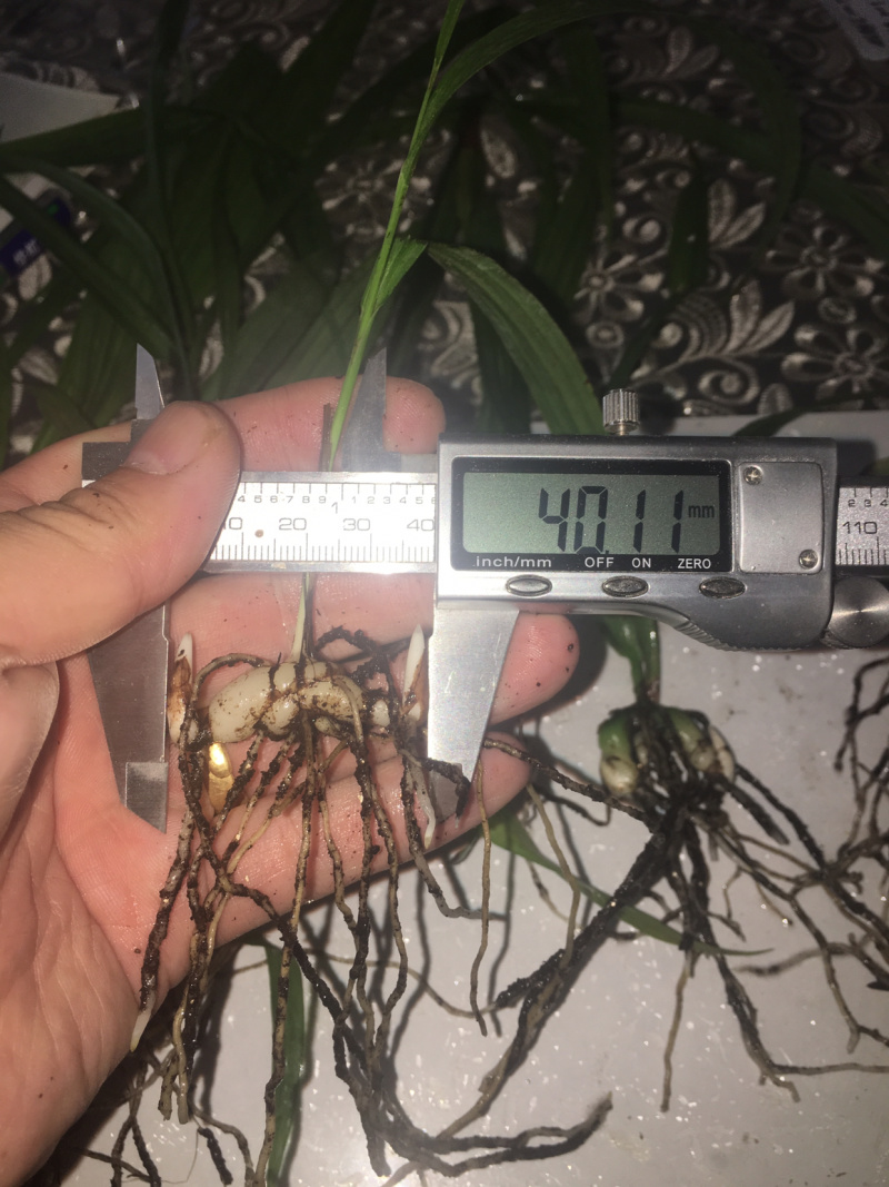 白芨驯化苗