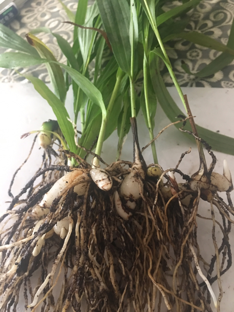 白芨驯化苗