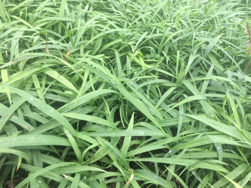 白芨驯化苗