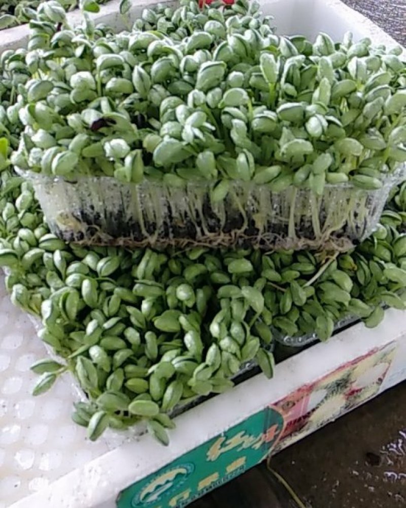 豆苗