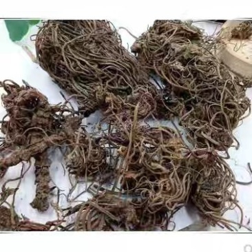 缬草缬草缬草根臭草穿心排草毛缬草农家初选