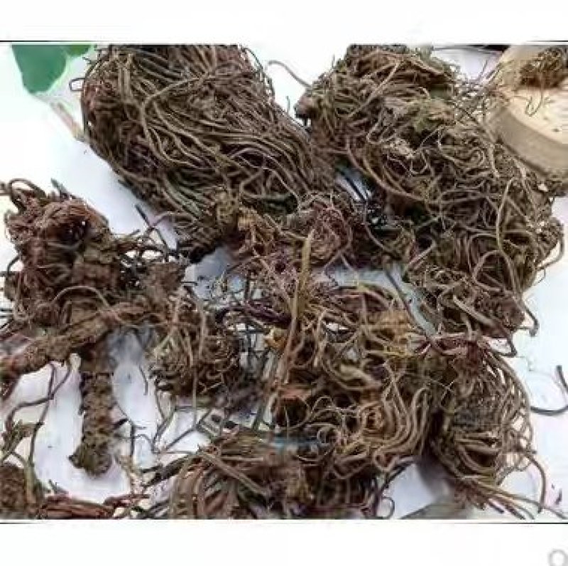 缬草缬草缬草根臭草穿心排草毛缬草农家初选