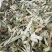 荷叶无硫各种规格人工挑选可以喝的荷叶一公斤起包邮