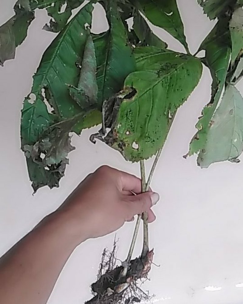 秦岭深山野生药材岩陀干货