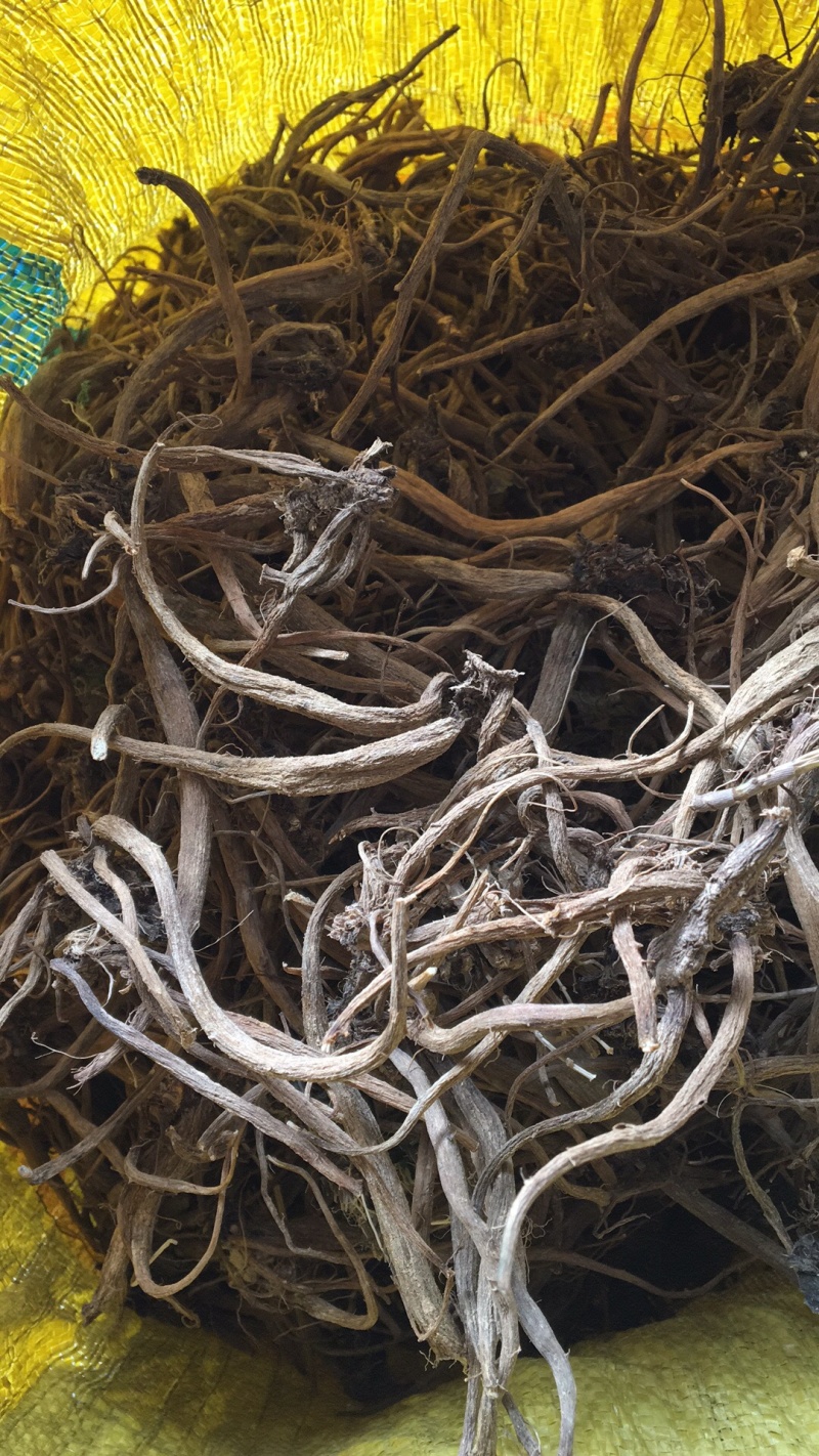 野生大小蓟