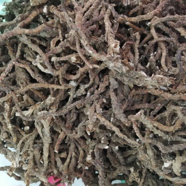 石菖蒲，黄精，白芨种苗成品均有供应！！！