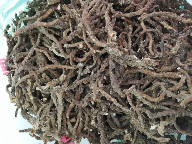 石菖蒲，黄精，白芨种苗成品均有供应！！！