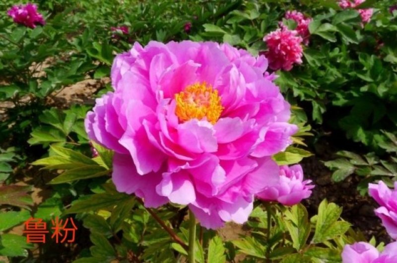 牡丹花，重瓣观赏牡丹苗，菏泽基地销售，多层花，保成活