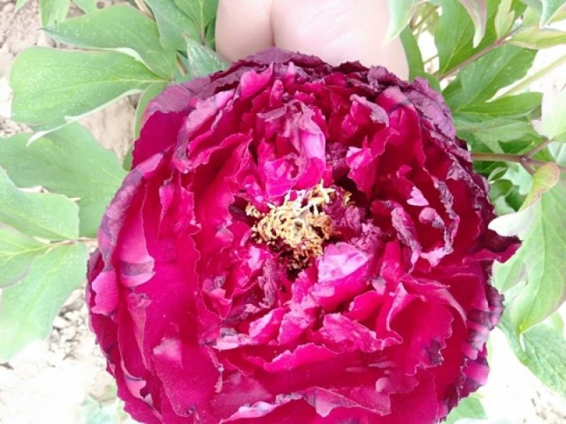 牡丹花，重瓣观赏牡丹苗，菏泽基地销售，多层花，保成活