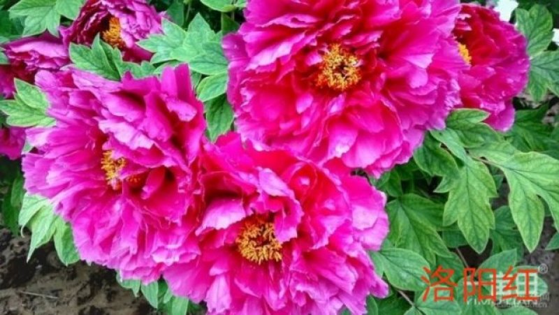牡丹花，重瓣观赏牡丹苗，菏泽基地销售，多层花，保成活
