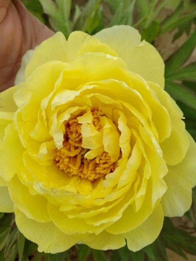 牡丹花，重瓣观赏牡丹苗，菏泽基地销售，多层花，保成活