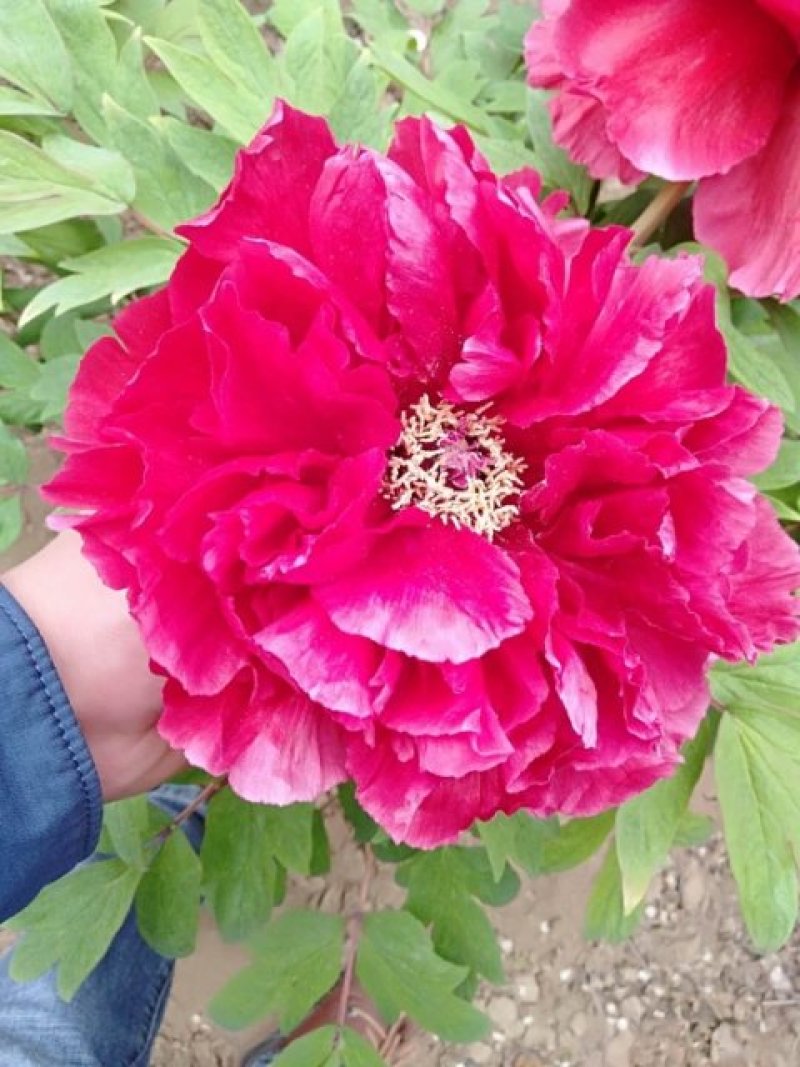 牡丹花，重瓣观赏牡丹苗，菏泽基地销售，多层花，保成活
