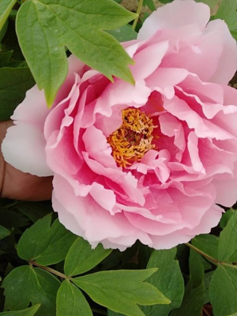 牡丹花，重瓣观赏牡丹苗，菏泽基地销售，多层花，保成活