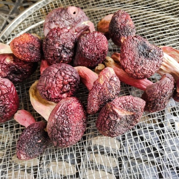 云南野生正红菇标菇，