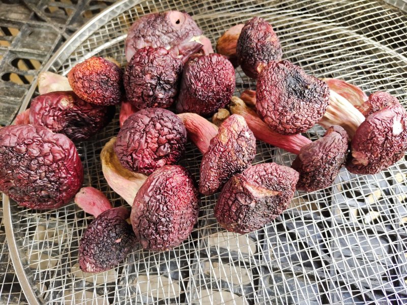 云南野生正红菇标菇，