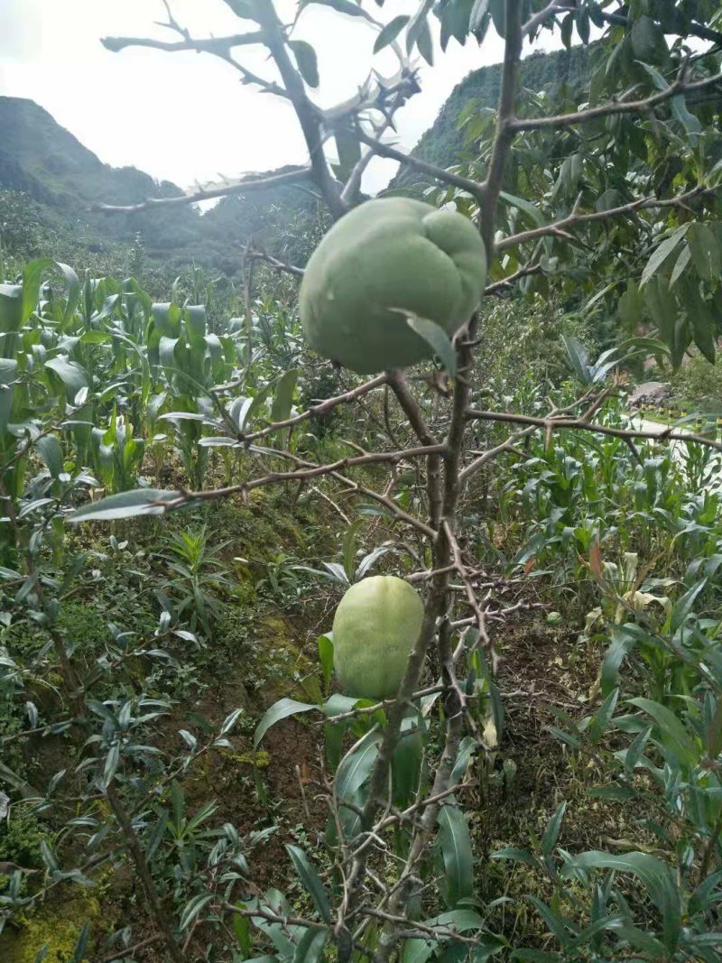 木瓜，云南酸木瓜